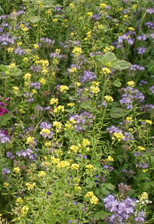 Blhstreifen: Senf. Phacelia, Sonnenblumen